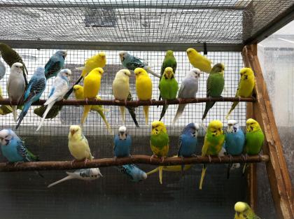 Junge beringte Wellensittiche verschiedene Farben