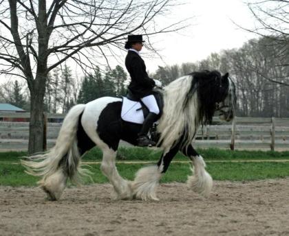 Dressur-Freizeitpferd -Wunderschöne Tinker COB Wallach und Stute mit 1A Charakte