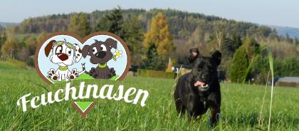 Umfrage Braucht Pirna einen Hundespielplatz