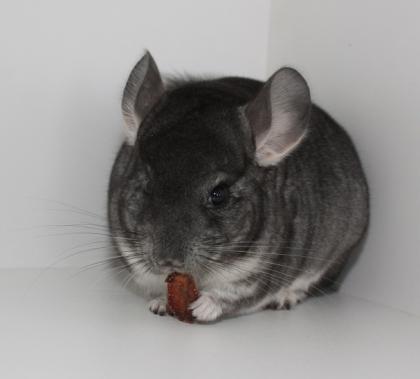 Chinchillas - viele Jungtiere zur Auswahl