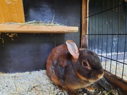 Kleine süsse Farbzwergdame sucht neues Zuhause