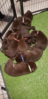 Labrador Welpen reinrassig mit besonderem Gen