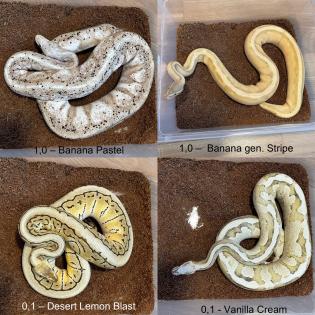 2 2 Königspythons Python regius abzugeben