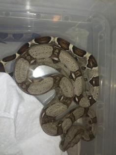 3 5 Boa Constrictor Imperator Kolumbieaner Jungtiere DNZ 05/2012 Guyana Rotsch