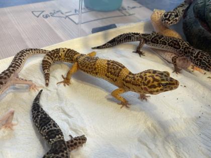 Leopardgecko Gruppe 8 Tiere mit Terrarium
