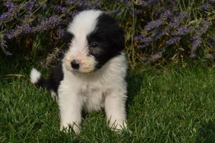 Bearded Collie Welpen reinrassig VDH Papiere . 2 Mädchen suchen noch ihre passende Menschen .