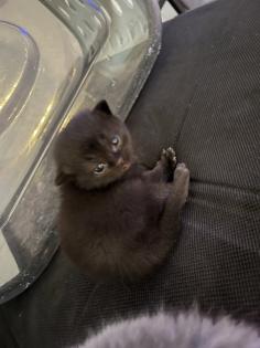 Süße BKH Kitten suchen neue Dosenöffner