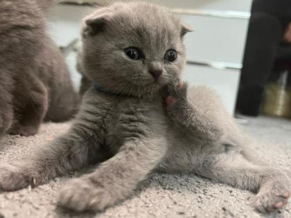 Scottish Fold Kitten