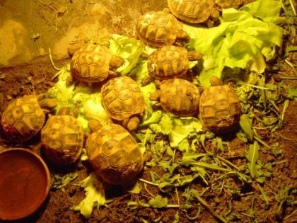 Griechische Landschildkröten THB von 2022