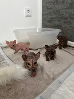 Wunderschöne Canadian Sphynx Kitten