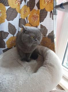 Edelmixkitten Katerchen
