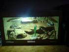 Verkaufe Terrarium mit Zubehör und evtl Bartiepärchen
