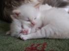 Ragdollbabys