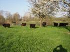 Galloway Rinder