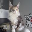 Tolles Maine Coon Mädchen