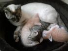 Drei Schmusetieger suchen ein neues zu Hause