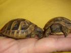 Griechische Landschildkröten NZ 2022