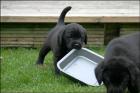 Süßer Labrador Mix Welpen