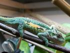 Südafrikanische Zwergchamäleon