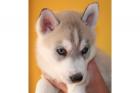 2 süße Siberian Husky Welpen der Suche nach einem anderen Zuhause