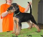 Airedale Terrier Rüde