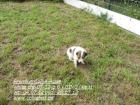 Premium-Colliewelpen tricolor und white - Die Oberklasse