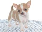 ZUCKERSÜSSE MINI CHIHUAHUAWELPEN IN TRAUMHAFTEN FARBEN