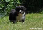 Australian Shepherd Bub sucht
