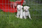 Süße Reinrassige Dogo Argentino Welpen zum Verkauf