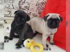 Mops Welpen 10 Wochen alt entwurmt geimpft gechipt und haben EU- Pas