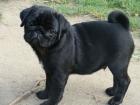 Reinrassige Mops Welpen