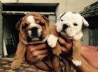 Reinrassige englische Bulldogge Welpen mit Papieren