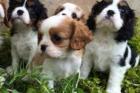 Cavalier-King-Charles Spaniel Welpe mit Ahnentafel