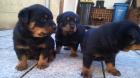 Rottweiler Welpen an liebevolle Hände abzugeben