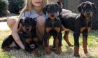 Dobermann Welpen Braun und Schwarz