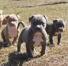 American Pit Bull Terrier Welpen mit ADBA Papieren