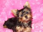 Wunderschöne Yorkshire Terrier welpen
