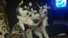 Siberian Husky zu vergeben
