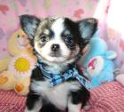 TOP Chihuahua KH Welpen aus liebevoller Zucht