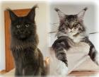3 Maine Coon Kitten der Extraklasse reinrassig mit Papieren 100
