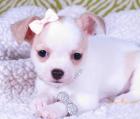 Chihuahua Welpen tolle Farben suchen ein Zuhause wo sie geliebt werden.