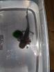Axolotl Jungtiere