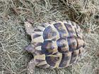 Verkaufe zwei Weibliche geb. 2022 griechische Landschildkröten.