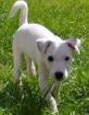 Parson-Jack-Russell-Terrier Welpe mit Papiere