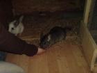 2 wünderschöne liebe Mädels suchen neues zu Hause