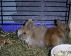 Noch 2 süsse Kaninchenbabys