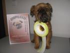 Brüsseler Griffon Hündin mit Papieren