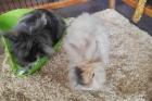REXI und FRITZI - Langhaar Kaninchen - 4 Jahre - Tierhilfe-Franken e. V.