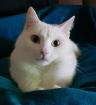 SAMY und MINA - Bruder und Schwester - europäische Hauskatze - 3 5 Jahre - Tier