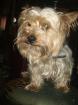 Yorkshire Terrier abzugeben
